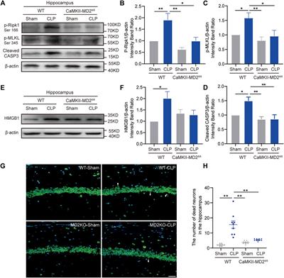 Neuronal MD2 induces long-term mental impairments in septic mice by facilitating necroptosis and apoptosis